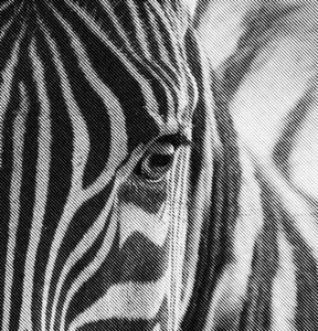 zebre